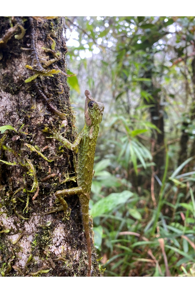 Endemic horned lizard on a mossy cloud forest tree trunk in the Knuckles Mountain Range